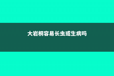 大岩桐的病害及防治方法 (大岩桐容易长虫或生病吗)