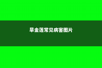 旱金莲常见病害及防治方法 (旱金莲常见病害图片)