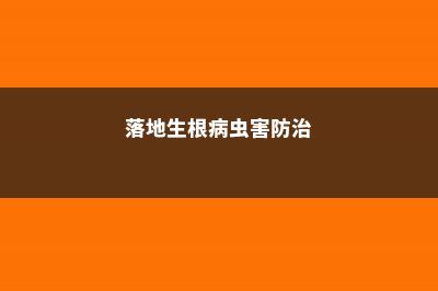 落地生根常见病害及防治方法 (落地生根病虫害防治)