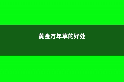 黄金万年草常见病害及防治方法 (黄金万年草的好处)