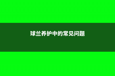 球兰病害及防治方法 (球兰养护中的常见问题)