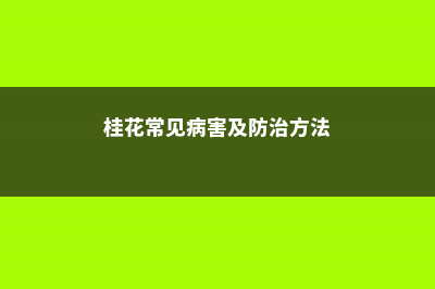 桂花常见的病害 (桂花常见病害及防治方法)