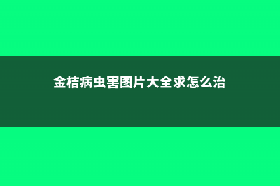 金桔的病害防治方法 (金桔病虫害图片大全求怎么治)