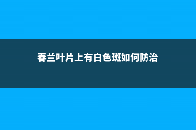 春兰叶面出现圆形病斑怎么办 (春兰叶片上有白色斑如何防治)