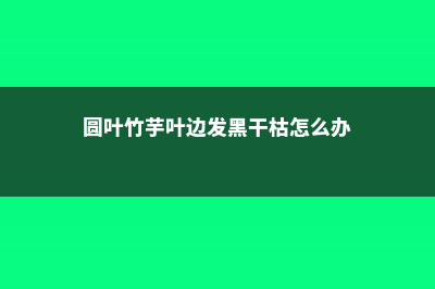 圆叶竹芋的病害防治 (圆叶竹芋叶边发黑干枯怎么办)