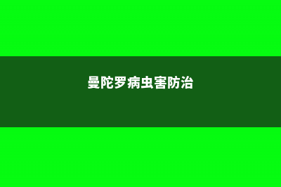 曼陀罗黄萎病的防治 (曼陀罗病虫害防治)