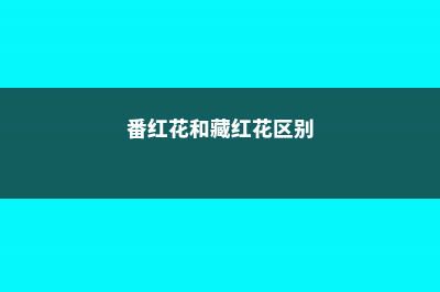 藏红花（番红花）常见病害及防治 (番红花和藏红花区别)