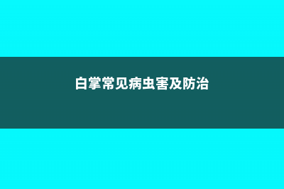 白掌常见病虫害及防治 (白掌常见病虫害及防治)