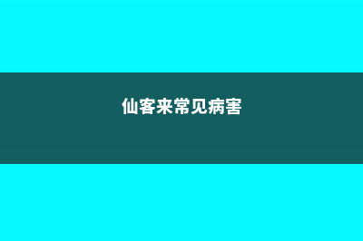 仙客来的病害防治 (仙客来常见病害)