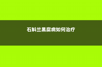 石斛兰黑腐病如何防治 (石斛兰黑腐病如何治疗)