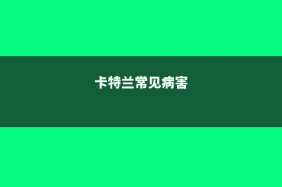 卡特兰灰霉病的鉴别与防治 (卡特兰常见病害)