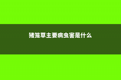 猪笼草主要病虫害的防治 (猪笼草主要病虫害是什么)