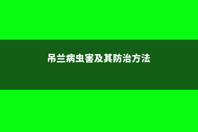 吊兰病虫害防治 (吊兰病虫害及其防治方法)