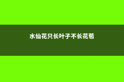 水仙花光长叶不开花怎么办，不开花是什么原因 (水仙花只长叶子不长花苞)