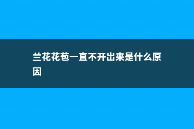 兰花花苞一直不开花的原因和处理方法 (兰花花苞一直不开岀来是什么原因)