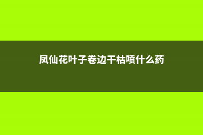 凤仙花叶子卷边干枯该怎么办，叶子卷了是什么原因 (凤仙花叶子卷边干枯喷什么药)