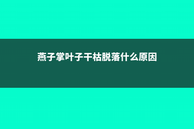 燕子掌掉叶子怎么回事，怎么办 (燕子掌叶子干枯脱落什么原因)