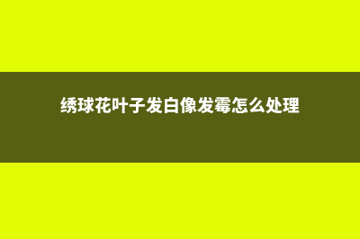 绣球花叶子发白是怎么回事，怎么治 (绣球花叶子发白像发霉怎么处理)