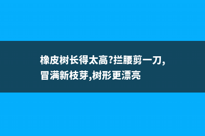 橡皮树长得太高怎么办，怎么修剪 (橡皮树长得太高?拦腰剪一刀,冒满新枝芽,树形更漂亮)