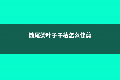 散尾葵叶子干枯原因，干枯后怎么处理 (散尾葵叶子干枯怎么修剪)