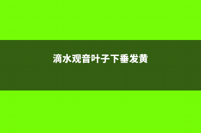 滴水观音叶子下垂怎么回事，怎么办 (滴水观音叶子下垂发黄)