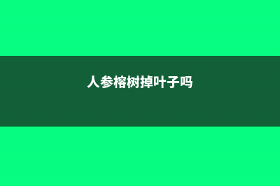 人参榕树掉叶子是怎么回事，怎么办 (人参榕树掉叶子吗)