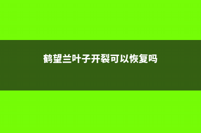 鹤望兰叶子开裂怎么回事，怎么办 (鹤望兰叶子开裂可以恢复吗)