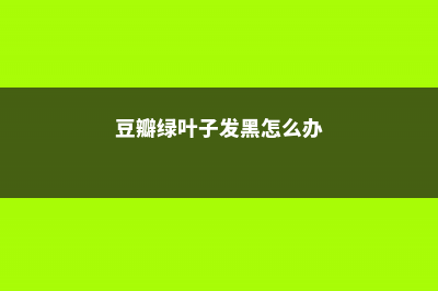 豆瓣绿叶子发黑是怎么回事，怎么办 (豆瓣绿叶子发黑怎么办)