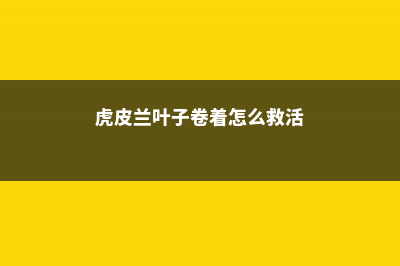 虎皮兰叶子卷着咋回事，能恢复吗 (虎皮兰叶子卷着怎么救活)