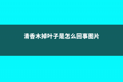 清香木掉叶子是怎么回事，掉叶怎么办 (清香木掉叶子是怎么回事图片)