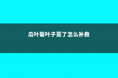 瓜叶菊叶子蔫了怎么回事，叶子蔫了怎么办 (瓜叶菊叶子蔫了怎么补救)