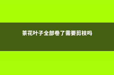 茶花叶子卷了怎么回事，怎么办 (茶花叶子全部卷了需要剪枝吗)