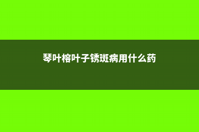 琴叶榕叶子锈斑怎么治，能变回来吗 (琴叶榕叶子锈斑病用什么药)