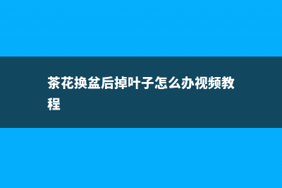 茶花换盆后掉叶怎么办，茶花怎么服盆 (茶花换盆后掉叶子怎么办视频教程)