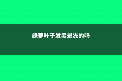 绿萝叶子发黑是什么原因 (绿萝叶子发黑是冻的吗)