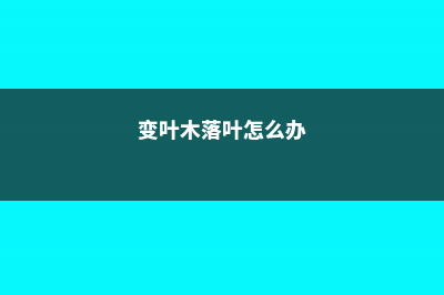 变叶木掉叶子是怎么回事 (变叶木落叶怎么办)