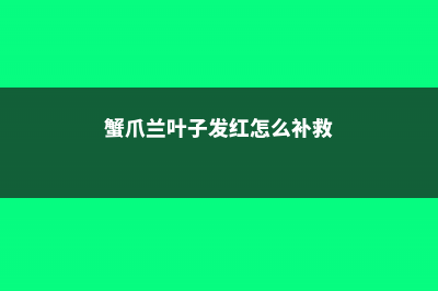 蟹爪兰叶子发红为什么 (蟹爪兰叶子发红怎么补救)