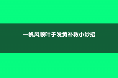 一帆风顺叶子发软怎么办，叶子发软的原因 (一帆风顺叶子发黄补救小妙招)