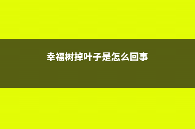 幸福树掉叶子是什么原因，怎么挽救 (幸福树掉叶子是怎么回事)