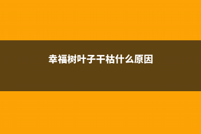 幸福树叶子干枯是怎么回事，还能活吗 (幸福树叶子干枯什么原因)