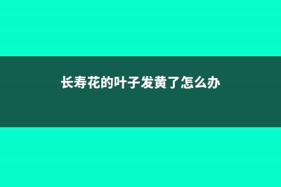 长寿花的叶子发软变卷曲，修剪方法图解 (长寿花的叶子发黄了怎么办)