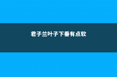 君子兰叶子下垂怎么处理 (君子兰叶子下垂有点软)