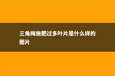 三角梅施肥过多叶子都掉了怎么办，叶子发黄一碰就掉的原因及解决方法 (三角梅施肥过多叶片是什么样的图片)