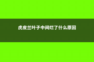 虎皮兰叶子中间开裂怎么办，能恢复吗 (虎皮兰叶子中间烂了什么原因)