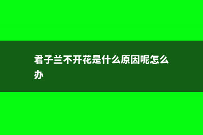 君子兰不开花是什么原因，需要怎么处理 (君子兰不开花是什么原因呢怎么办)