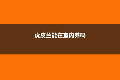 虎皮兰在室内养叶子发蔫怎么回事，蔫了还能活吗 (虎皮兰能在室内养吗)