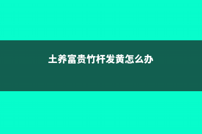 土养富贵竹杆发黄怎么办，杆黄了会变绿吗 (土养富贵竹杆发黄怎么办)