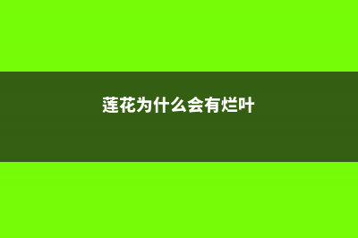 莲花为什么烂叶，烂叶怎么办 (莲花为什么会有烂叶)