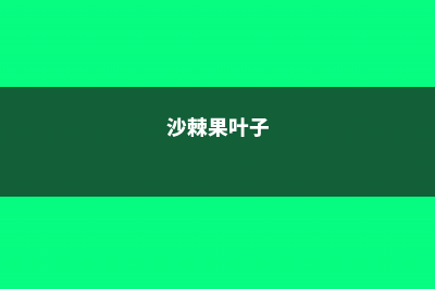 沙棘叶子干枯的原因，沙棘盆景为什么叶子蔫了 (沙棘果叶子)