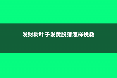 发财树掉叶子是怎么回事，怎么挽救 (发财树叶子发黄脱落怎样挽救)